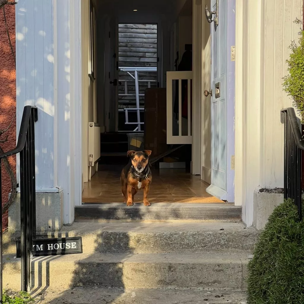 dog in the doorway of lyme house lyme regis