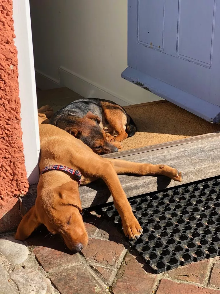 dogs sleeping in the doorway of lym house in Lyme Regis, Dorset